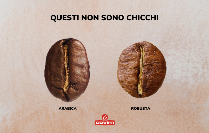 Differenze fra Arabica e Robusta